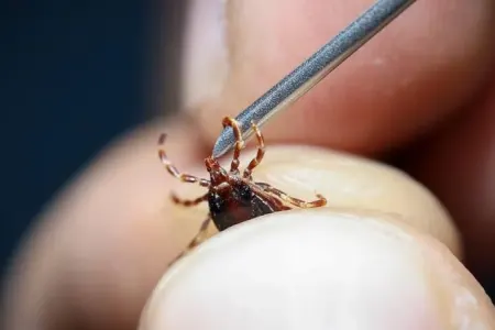 "Gənə" həyəcanı: - Son bir həftədə 255 hadisə