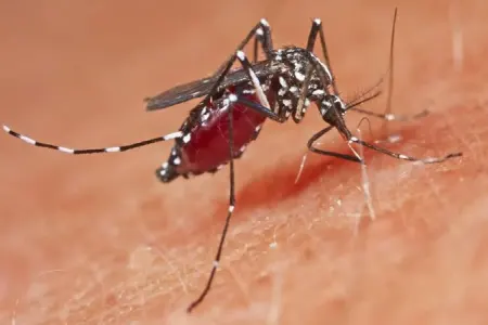 Ağcaqanadlardan ötürülən epidemiya - HƏYƏCANI