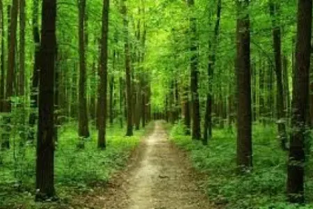 Ər-arvadı meşədə öldürüb meyitlərini yandıran azərbaycanlıdan - YENİ XƏBƏR