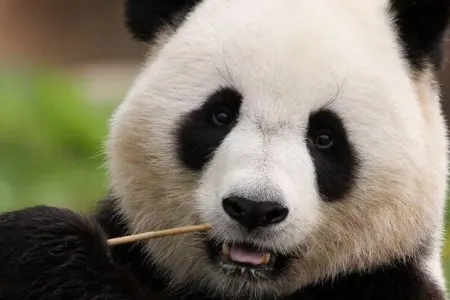 Pandalar zooparkın işçisinə hücum etdi