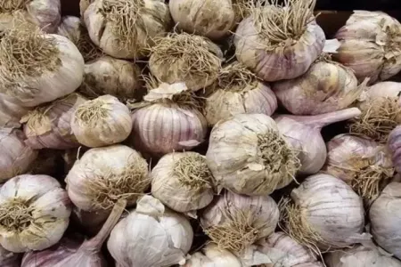 Hər gün sarımsaqlı su içsək, orqanizmdə nə baş verər?