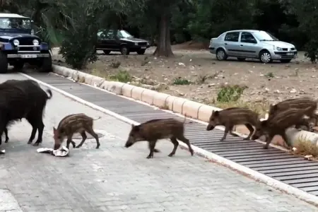Ac donuz sürüsü rayon mərkəzində