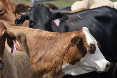 İnəkdən quş qripinə yoluxdu