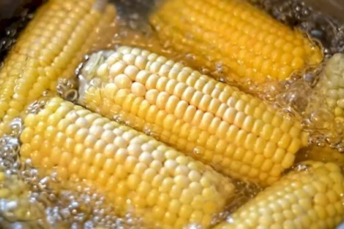 Qaynadılmış qarğıdalının bilmədiyimiz faydaları - Suyunu atmayın