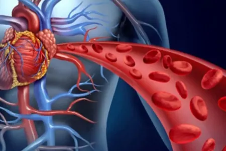 Damarlar üçün faydalı qidalar - – Açıqlama