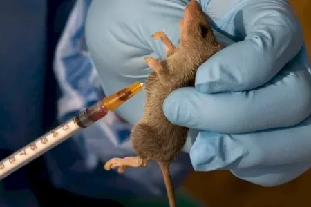 Siçandan insana keçən xəstəlik 156 can aldı - Fotolar