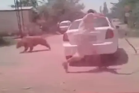 Surxandəryada məktəbə soxulan ayı güllələnib