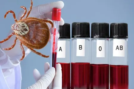 Gənələr ən çox BU QAN QRUPLARINA düşür: - Otluqda oturanlara XƏBƏRDARLIQ