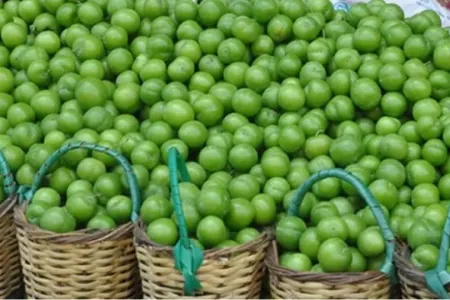 Ürək və qaraciyər xəstəliklərinə qarşı mükəmməl vasitə - Alçanın faydaları