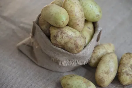Yaşıl kartofu yemək çox təhlükəlidir - – Həkim