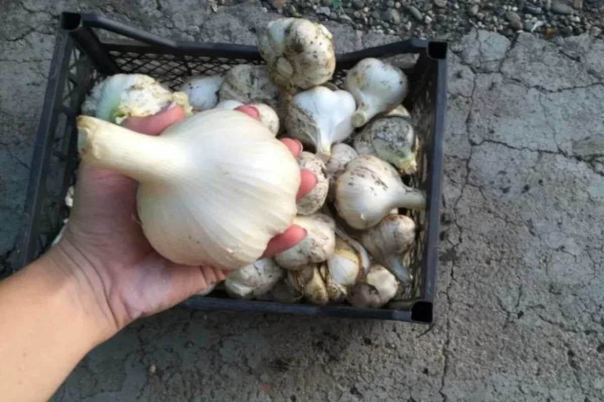 Sarımsağı belə yetişdirin - – Alma boyda olacaq