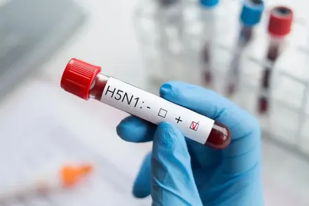 İnəkdən insana quş qripi keçdi