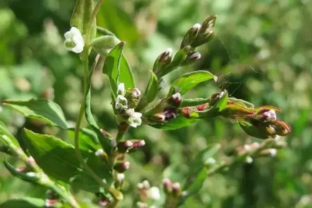 100 dərdə dərman qırxbuğum - Necə içməli?