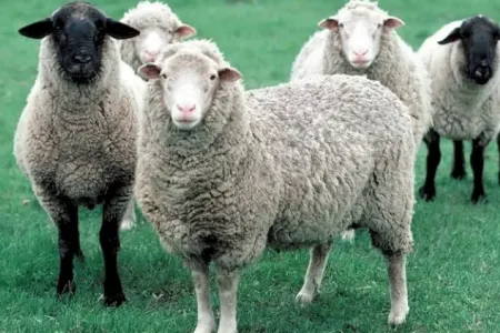 Qurban bayramı ərəfəsində Bakıda quzu ətinin qiyməti artdı - “25 manat olacaq“