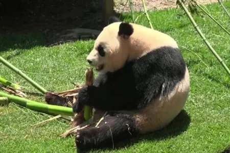 Çindən İspaniyaya "Panda Diplomatiyası"