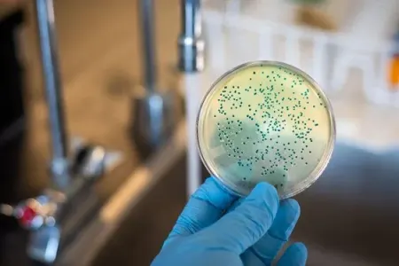 Yerə düşən yeməklərə diqqət edin