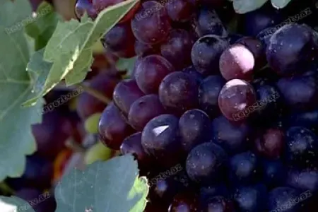 Cənnət meyvəsi – üzüm və faydaları