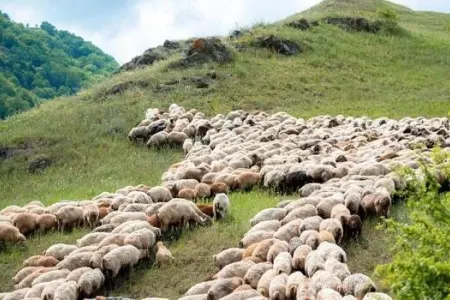 Oğuzda qoyunları otarmağa gedən kişi ölü tapıldı