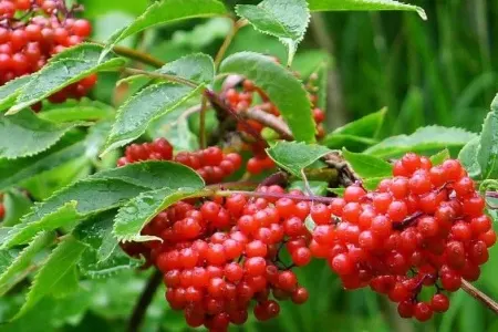 Diqqətdən kənarda qalan meyvənin möcüzəvi təsirləri