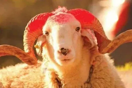 Qurban bayramı öncəsi salmonella bakteriyası - XƏBƏRDARLIĞI