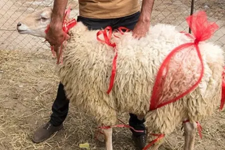 Nişanlı qız üçün qurban kəsilməsi günahdırmı?