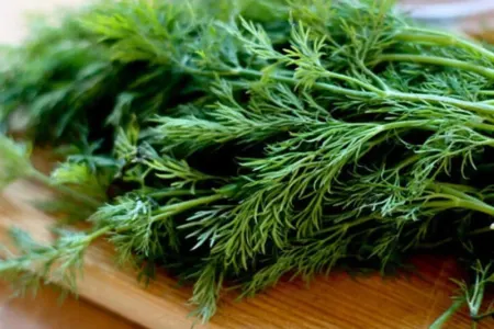 Niyə mütləq şüyüd yeməliyik?