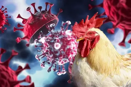 Quş qripindən ilk ölüm faktı təsdiqlənmədi