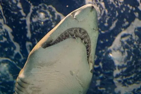 Güclü zəifi yeyir: - Köpəkbalığı delfini uddu, onu da...