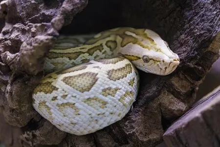 DƏHŞƏT: piton dörd uşaq anası olan Fəridəni - DİRİ-DİRİ UDDU