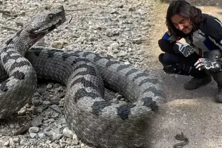 Dünyanın ən zəhərli ilanı