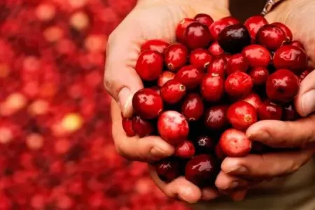 Bəd xassəli şişləri və iltihabı aradan qaldırır - Mərcangilənin inanılmaz faydaları