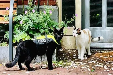 Tarixdə ilk polis pişik
