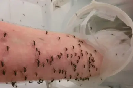 Qanını ağcaqanadlara verir - FOTO
