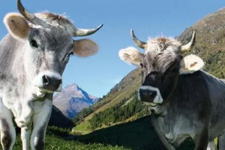 Azərbaycanda heyvanların öd daşı qızıl qiymətinə satılır – - SƏBƏB