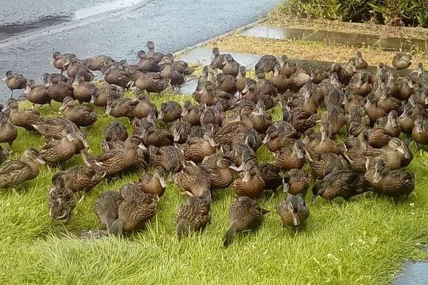 Qəribə səslər eşitdi, qapını açdı, görün nə ilə üzləşdi – - FOTO