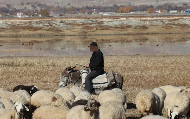 Azərbaycanda çoban faciəli şəkildə öldü - FOTO
