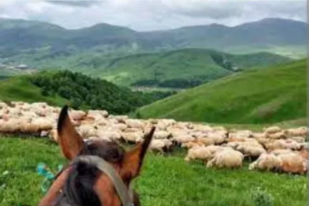 Kəlbəcərdə yaylaqları zəbt edən şəxsin qanunsuz əməllərinin - QARŞISI ALINDI