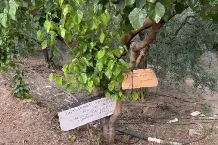 "Bu ağacdan tut yemək halaldır, - yeməmək haramdır”