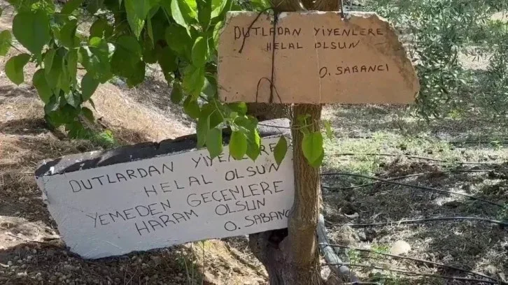"Bu ağacdan tut yemək halaldır, - yeməmək haramdır”