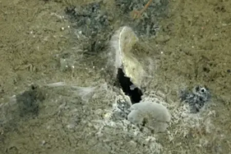 Yer üzündəki "Mars"da qəribə canlı aşkarlandı - FOTO