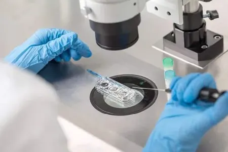 Süni mayalanmada donor BAŞQA KİŞİLƏR olur?