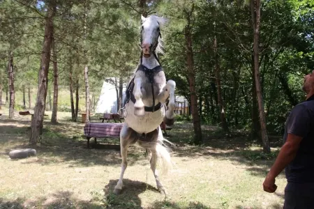 Bu at “Allah” deyildikdə şaha qalxır
