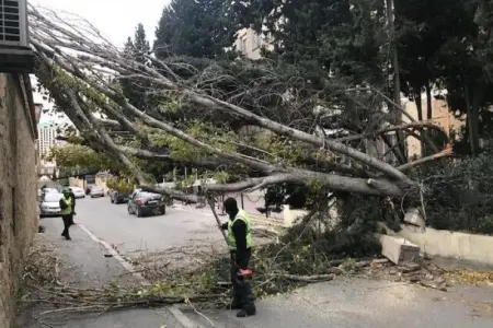 Azərbaycanda külək ağacları kökündən qopartdı - FƏSADLAR
