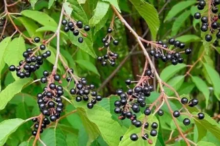 Qaragilə bu dərdlərin dərmanıdır