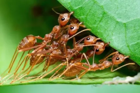 Qarışqaların inanılmaz müalicə üsulu