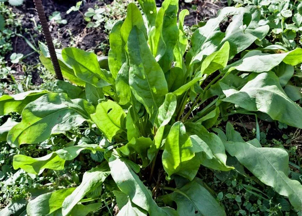 İbn Sinanın hər dərdə dərman - resepti