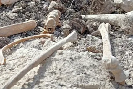 “Siyəzən Broyler”in həyətində insan sümükləri aşkarlandı