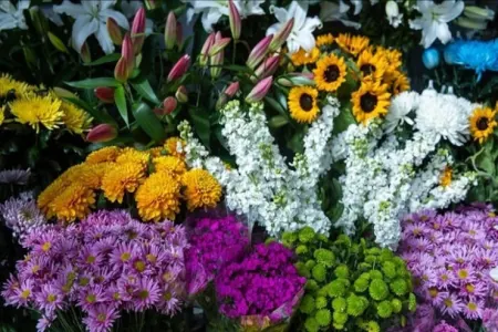 Döşəməni süpürgə ilə süpürmək olmaz - – SƏBƏB