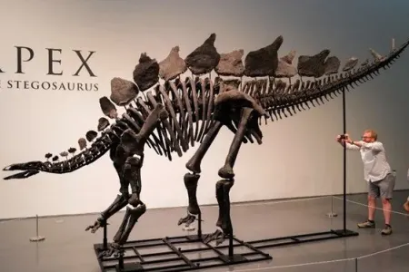 Ən böyük dinozavr fosili görün neçəyə - satıldı