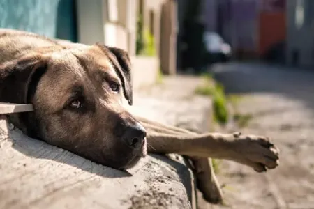 Sumqayıtda iti öldürən şəxs cərimələndi